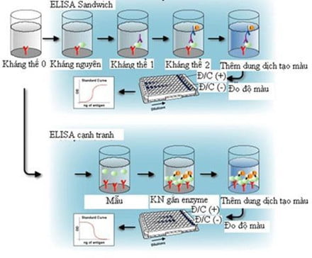 Khái niệm xét nghiệm ELISA HIV là gì | G3VN