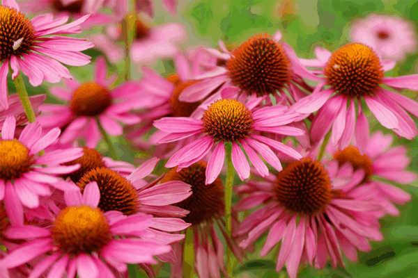 Echinacea | G3VN