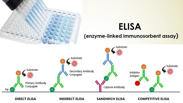 Nguyên tắc hoạt động của xét nghiệm Eilsa HIV | G3VN