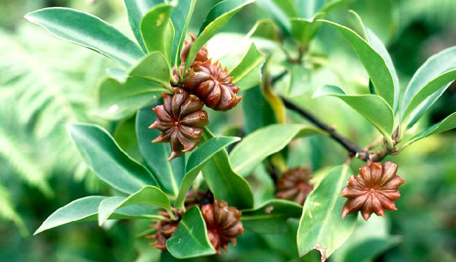 Chữa bệnh lậu bằng Đại hồi